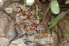 Cymbidium aloifolium